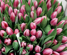 Остров подарков 65: Изысканная красота тюльпанов для особых моментов