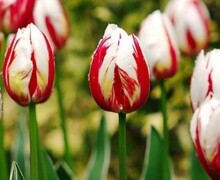 Остров подарков 65: Изысканная красота тюльпанов для особых моментов