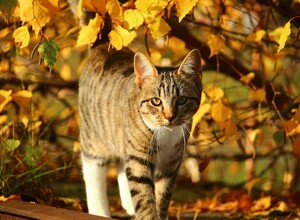 Солнце, ветер и до +14: прогноз для Сахалинской области на 13 октября