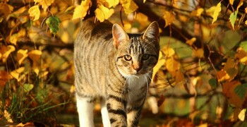 Солнце, ветер и до +14: прогноз для Сахалинской области на 13 октября