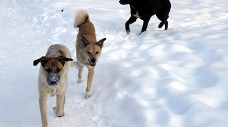 Свора собак преградила путь посетителю парка в Южно-Сахалинске