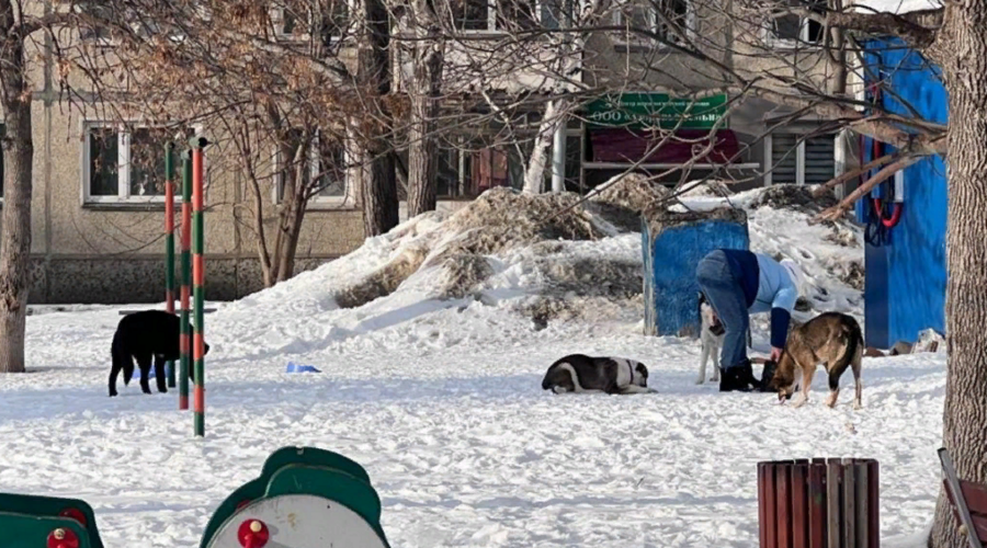 Дворовые войны: в Южно-Сахалинске вместе с полицией решали конфликт с зоозащитниками