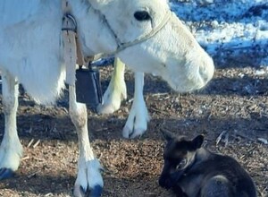 У оленей на севере Сахалина начали появляться детёныши