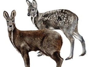 Поздно вечером в Южно-Сахалинске спасали дикую кабаргу, которая забрела в город