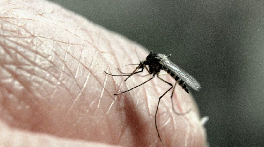 ВОЗ: заболеваемость малярией в 2022 году возросла на 16 миллионов случаев