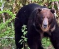 Огромный медведь на Курилах вышел к остановившемуся на трассе автомобилю