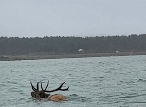 На Сахалине запечатлели плывущего по морю в снег изюбра