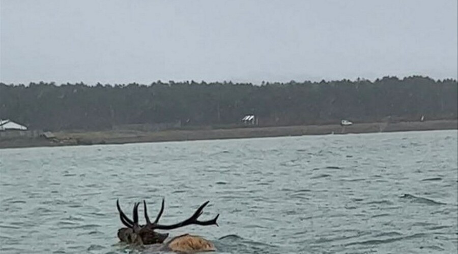 На Сахалине запечатлели плывущего по морю в снег изюбра