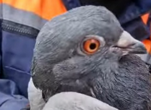 Спасатели в Южно-Сахалинске сняли голубя с дерева
