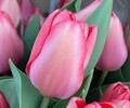 На Сахалине озвучили стоимость местных тюльпанов к 8 марта