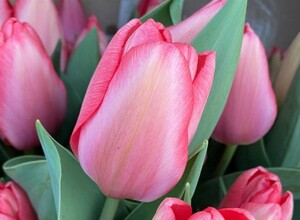 На Сахалине озвучили стоимость местных тюльпанов к 8 марта
