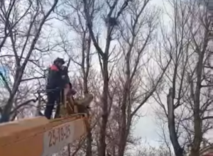 Спасателей в Южно-Сахалинске вызывали снимать гнездо вороны